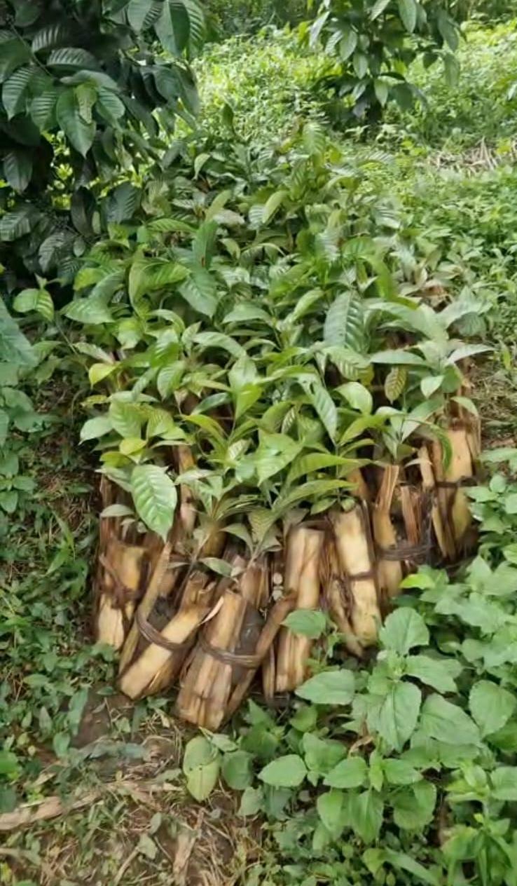 Planta do café